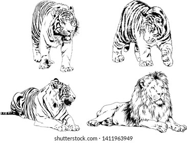 vector drawings sketches different predator , tigers lions cheetahs and leopards are drawn in ink by hand , objects with no background