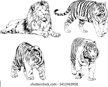 vector drawings sketches different predator , tigers lions cheetahs and leopards are drawn in ink by hand , objects with no background