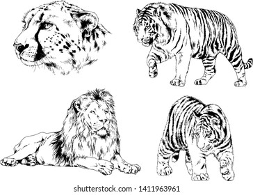 vector drawings sketches different predator , tigers lions cheetahs and leopards are drawn in ink by hand , objects with no background