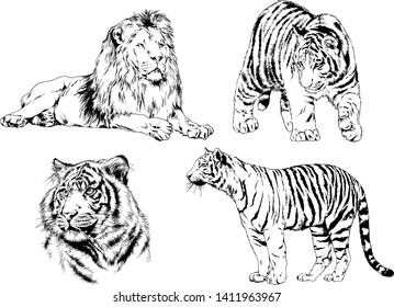 vector drawings sketches different predator , tigers lions cheetahs and leopards are drawn in ink by hand , objects with no background