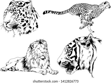 vector drawings sketches different predator , tigers lions cheetahs and leopards are drawn in ink by hand , objects with no background