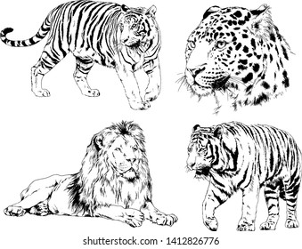 vector drawings sketches different predator , tigers lions cheetahs and leopards are drawn in ink by hand , objects with no background