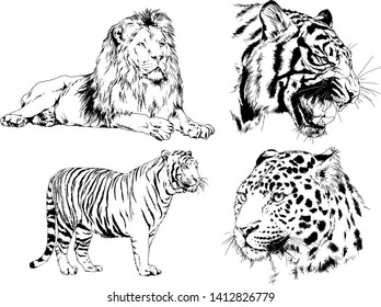 vector drawings sketches different predator , tigers lions cheetahs and leopards are drawn in ink by hand , objects with no background