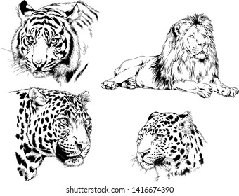 vector drawings sketches different predator , tigers lions cheetahs and leopards are drawn in ink by hand , objects with no background