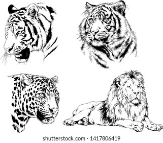 vector drawings sketches different predator , tigers lions cheetahs and leopards are drawn in ink by hand , objects with no background