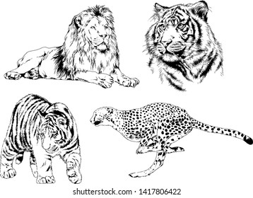 vector drawings sketches different predator , tigers lions cheetahs and leopards are drawn in ink by hand , objects with no background