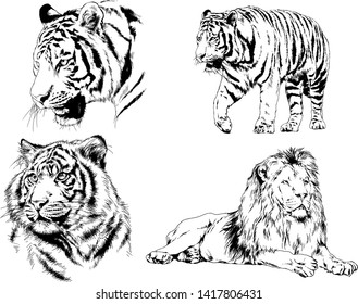 vector drawings sketches different predator , tigers lions cheetahs and leopards are drawn in ink by hand , objects with no background