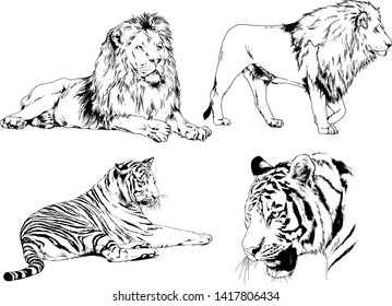 vector drawings sketches different predator , tigers lions cheetahs and leopards are drawn in ink by hand , objects with no background