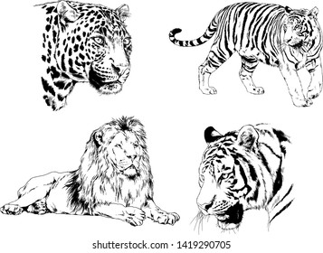 vector drawings sketches different predator , tigers lions cheetahs and leopards are drawn in ink by hand , objects with no background