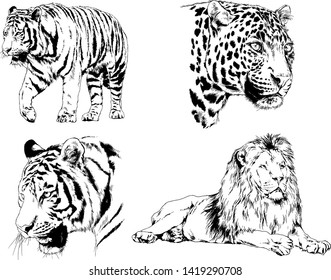 vector drawings sketches different predator , tigers lions cheetahs and leopards are drawn in ink by hand , objects with no background