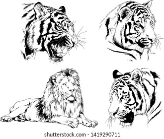 vector drawings sketches different predator , tigers lions cheetahs and leopards are drawn in ink by hand , objects with no background