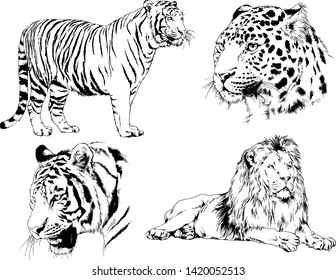 vector drawings sketches different predator , tigers lions cheetahs and leopards are drawn in ink by hand , objects with no background
