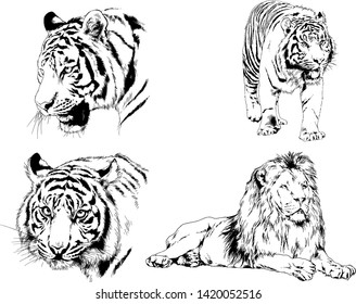 vector drawings sketches different predator , tigers lions cheetahs and leopards are drawn in ink by hand , objects with no background