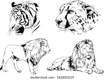 vector drawings sketches different predator , tigers lions cheetahs and leopards are drawn in ink by hand , objects with no background