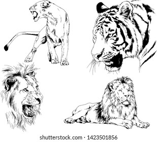 vector drawings sketches different predator , tigers lions cheetahs and leopards are drawn in ink by hand , objects with no background