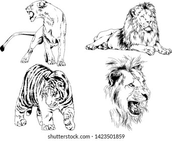 vector drawings sketches different predator , tigers lions cheetahs and leopards are drawn in ink by hand , objects with no background