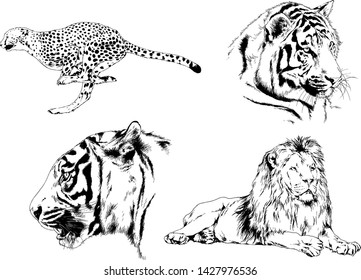 vector drawings sketches different predator , tigers lions cheetahs and leopards are drawn in ink by hand , objects with no background