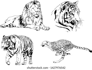 vector drawings sketches different predator , tigers lions cheetahs and leopards are drawn in ink by hand , objects with no background