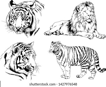 vector drawings sketches different predator , tigers lions cheetahs and leopards are drawn in ink by hand , objects with no background