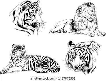 vector drawings sketches different predator , tigers lions cheetahs and leopards are drawn in ink by hand , objects with no background
