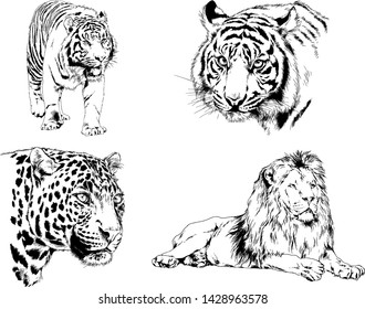 vector drawings sketches different predator , tigers lions cheetahs and leopards are drawn in ink by hand , objects with no background