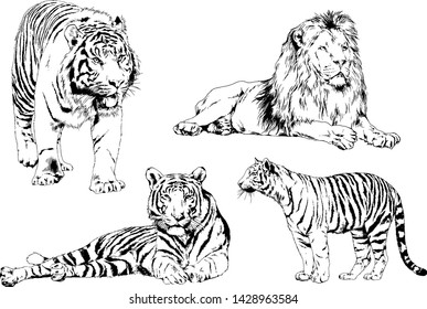 vector drawings sketches different predator , tigers lions cheetahs and leopards are drawn in ink by hand , objects with no background
