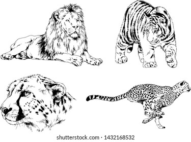 vector drawings sketches different predator , tigers lions cheetahs and leopards are drawn in ink by hand , objects with no background