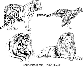 vector drawings sketches different predator , tigers lions cheetahs and leopards are drawn in ink by hand , objects with no background