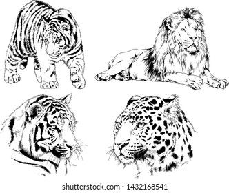 vector drawings sketches different predator , tigers lions cheetahs and leopards are drawn in ink by hand , objects with no background