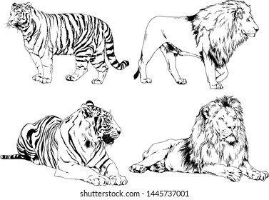 vector drawings sketches different predator , tigers lions cheetahs and leopards are drawn in ink by hand , objects with no background