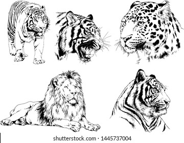 vector drawings sketches different predator , tigers lions cheetahs and leopards are drawn in ink by hand , objects with no background