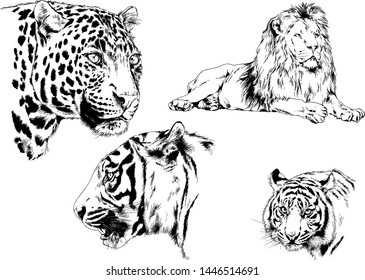 vector drawings sketches different predator , tigers lions cheetahs and leopards are drawn in ink by hand , objects with no background