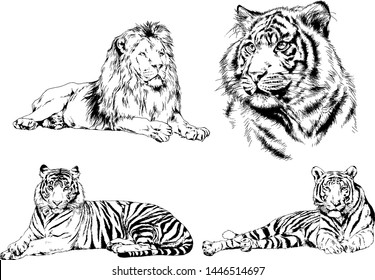 vector drawings sketches different predator , tigers lions cheetahs and leopards are drawn in ink by hand , objects with no background