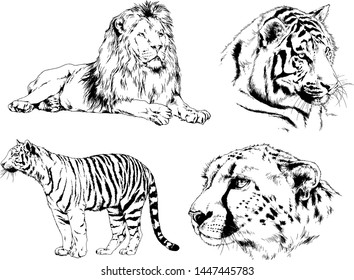 vector drawings sketches different predator , tigers lions cheetahs and leopards are drawn in ink by hand , objects with no background