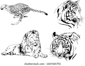 vector drawings sketches different predator , tigers lions cheetahs and leopards are drawn in ink by hand , objects with no background