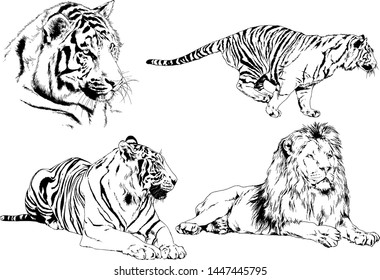 vector drawings sketches different predator , tigers lions cheetahs and leopards are drawn in ink by hand , objects with no background