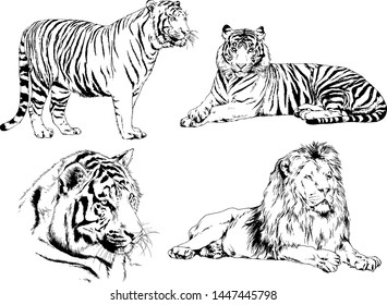 vector drawings sketches different predator , tigers lions cheetahs and leopards are drawn in ink by hand , objects with no background