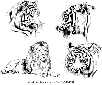 vector drawings sketches different predator , tigers lions cheetahs and leopards are drawn in ink by hand , objects with no background