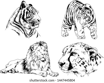 vector drawings sketches different predator , tigers lions cheetahs and leopards are drawn in ink by hand , objects with no background