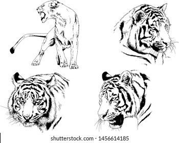 vector drawings sketches different predator , tigers lions cheetahs and leopards are drawn in ink by hand , objects with no background