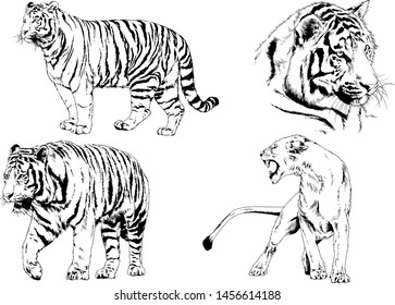 vector drawings sketches different predator , tigers lions cheetahs and leopards are drawn in ink by hand , objects with no background