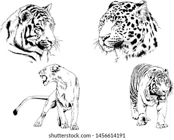 vector drawings sketches different predator , tigers lions cheetahs and leopards are drawn in ink by hand , objects with no background