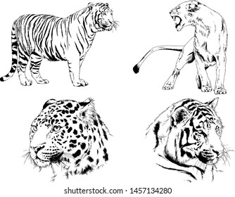 vector drawings sketches different predator , tigers lions cheetahs and leopards are drawn in ink by hand , objects with no background