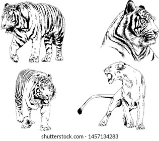 vector drawings sketches different predator , tigers lions cheetahs and leopards are drawn in ink by hand , objects with no background