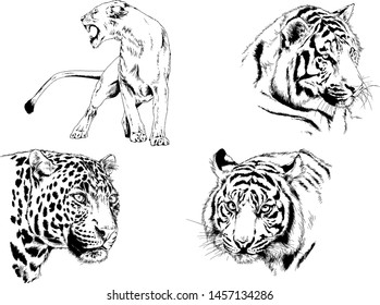 vector drawings sketches different predator , tigers lions cheetahs and leopards are drawn in ink by hand , objects with no background