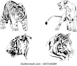 vector drawings sketches different predator , tigers lions cheetahs and leopards are drawn in ink by hand , objects with no background