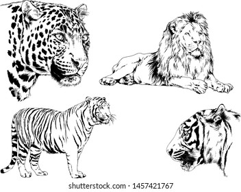 vector drawings sketches different predator , tigers lions cheetahs and leopards are drawn in ink by hand , objects with no background