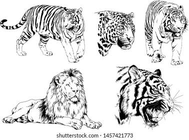 vector drawings sketches different predator , tigers lions cheetahs and leopards are drawn in ink by hand , objects with no background