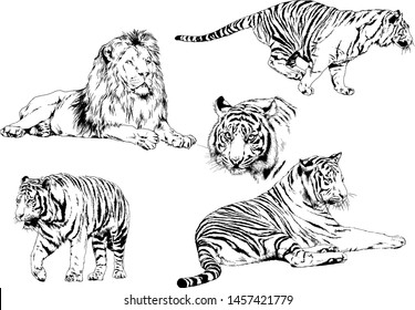 vector drawings sketches different predator , tigers lions cheetahs and leopards are drawn in ink by hand , objects with no background