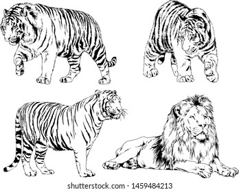 vector drawings sketches different predator , tigers lions cheetahs and leopards are drawn in ink by hand , objects with no background